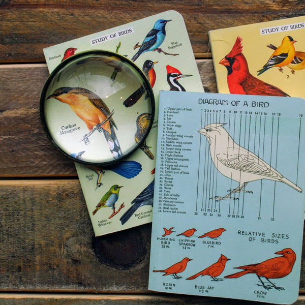 Stacked mini notebooks with bird illustrations inspired by historical scientific charts.