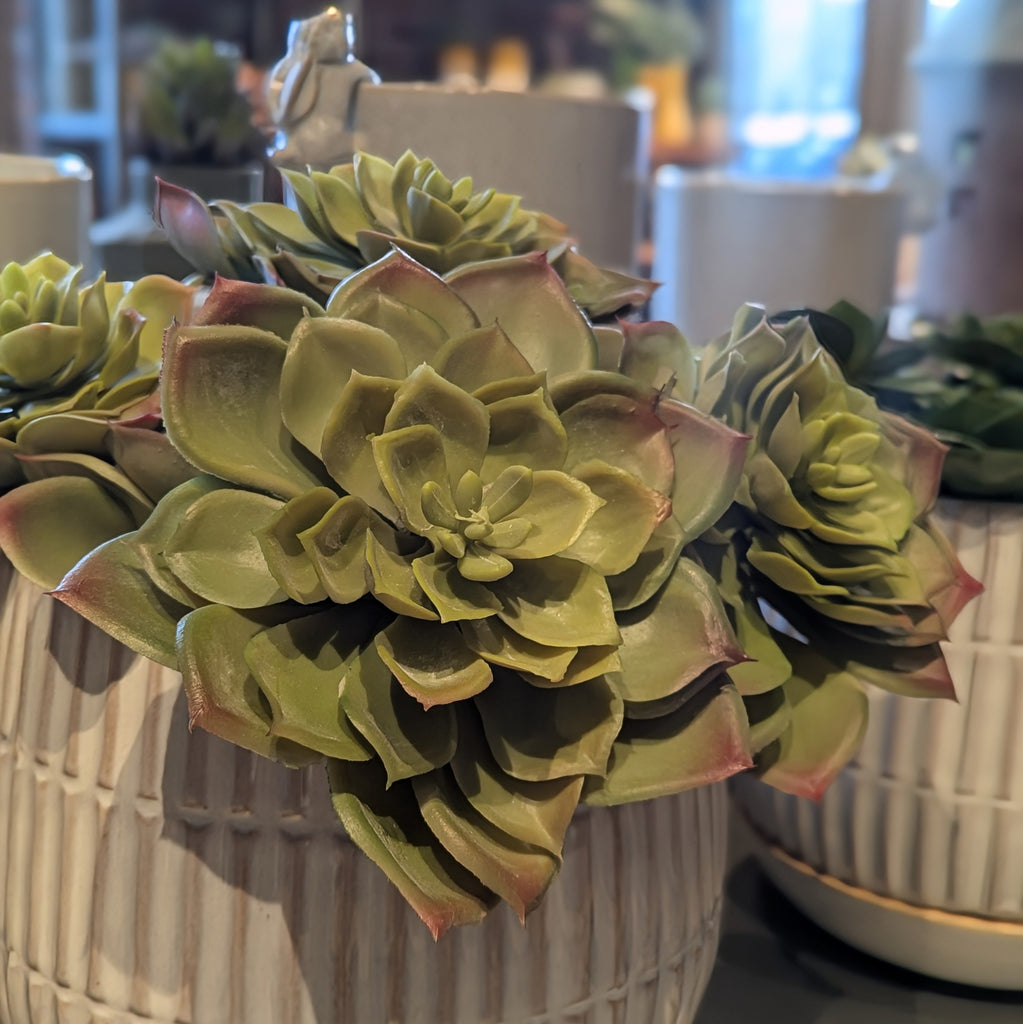 brown succulent stem Two Tone Succulent Stem – FOUND Gallery Ann Arbor