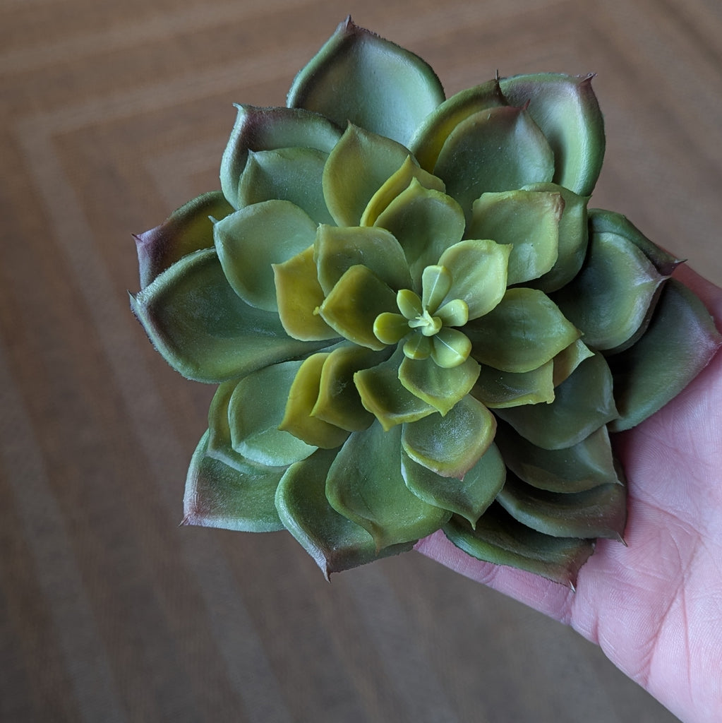 succulent tones Two Tone Succulent Stem – FOUND Gallery Ann Arbor
