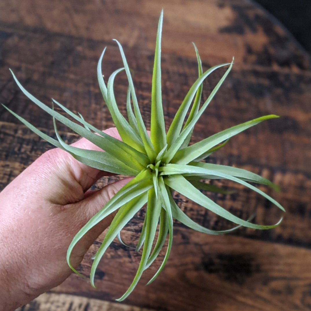 Faux Air Plants FOUND Gallery Ann Arbor